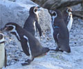Pinguin - tučniak